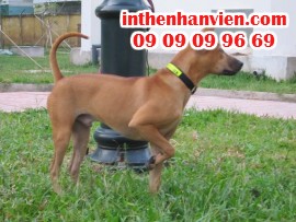 Nuôi và huấn luyện Chó Phú Quốc